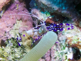 Spotted Cleaner Shrimp IMG 7094